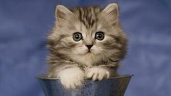 Cat Wallpaper