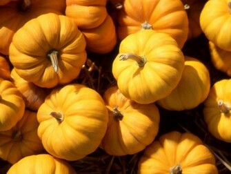 Pumpkins Wallpaper Stock Photos