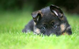 German Shepherd Puppies Wallpaper High Definition Quality