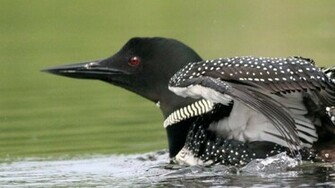 Loon Wallpaper High Quality And Resolution