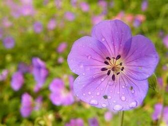 Desktop Fun Dreams Of Spring Wallpaper Collection