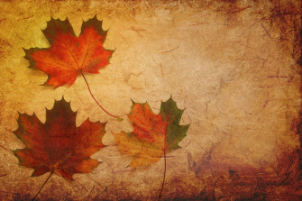 Maple Leaves Texture 4k HD Wallpaper Image Photos And