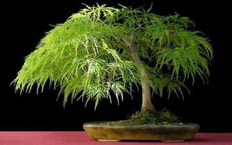 Bonsai Tree Wallpaper For Desktop Net