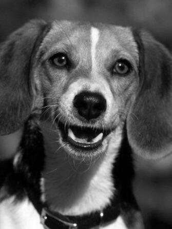 Animals Cute Dogs Nature Puppy