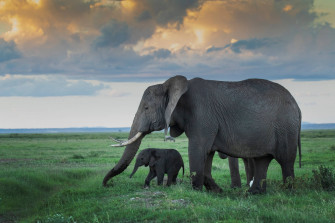 4k Elephant Wallpaper
