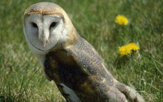 Pictures Bird Owl Barn White Trees Branches Wallpaper Photos