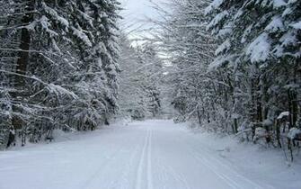 Snowy Forest Amp Road Wallpaper Stock