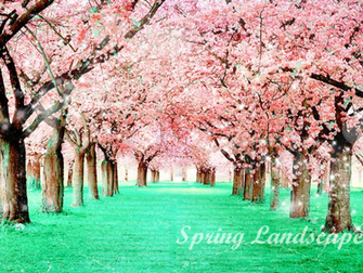 Spring Wallpaper Wallpap