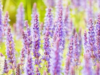 Natural Summer Background With Blooming Woodland Sage Balkan
