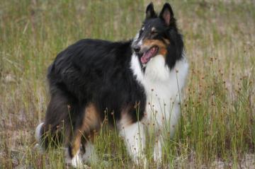 File Rough Collie Tri Colour Jpg Wikipedia