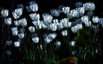 White Tulips Wallpaper