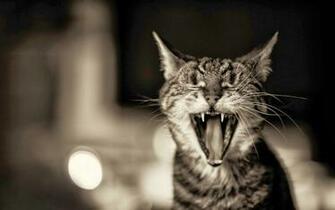 Desktop HD Wallpaper S Angry Cats