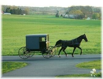 Amish Horse And Buggy With Lush Background Farm Scene