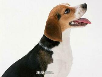 My Dogs Beagle Wallpaper Dog Desktop
