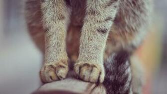 Paws Cat Sit News Pictures And Videos Learn All About