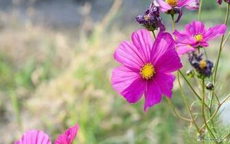 Pin Wildflower Wallpaper Hq Desktop Of