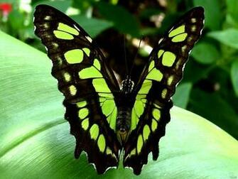 Green Butterfly