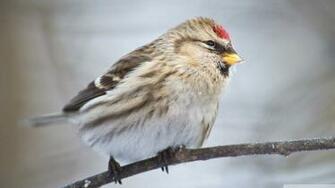 Common Redpoll HD Wallpaper Background Image Id