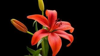 Tiger Lily Flower Wallpaper HD Resolution Water Pink