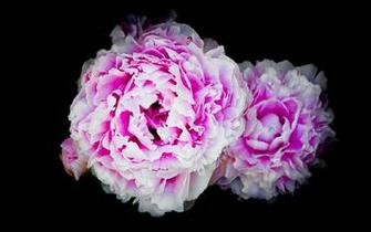White Peonies Wallpaper