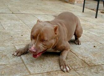American Pitbull Background Wallpaper HD