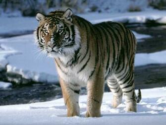 Tiger Wallpaper For Desktop Full Image