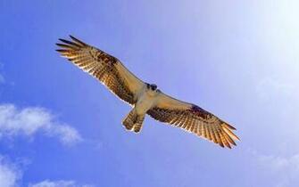 Eagle Windows Android Wallpaper Uncategorized
