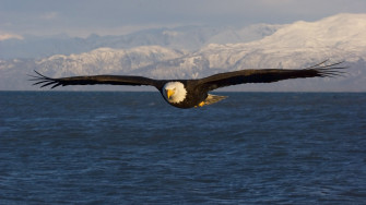 Flying Eagle Wallpaper
