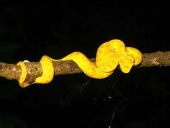 Yellow Eyelash Viper Saw In One Morning Image
