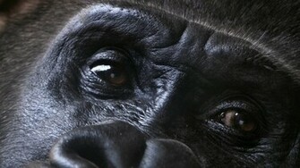 Pets Puppies Type Wallpaper For N Widescreen