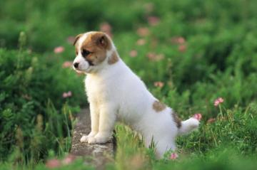 Cute Dog Wallpaper Top Background