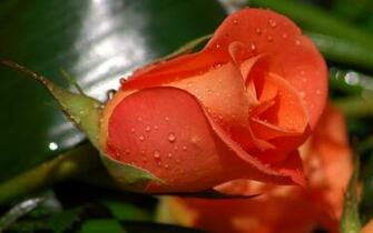 Beautiful Color Roses Wallpaper
