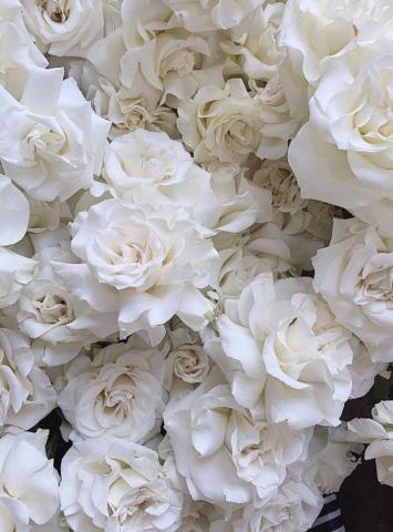 Florals Flower Aesthetic Flowers Wallpaper