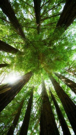 iPhone Wallpaper Tree Background