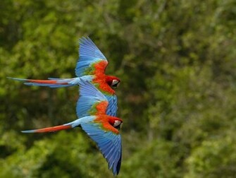 Parrot Wallpaper