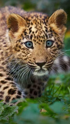 Running Cheetah Wallpaper iPhone