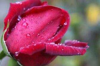 HD Wallpaper Red Rose Drops Feeling Bloem Roze Roos Beauty