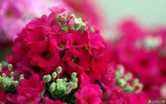 Pink Spring Flowers Flori Wallpaper For