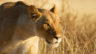Lion Lioness Grass Hunting Wallpaper