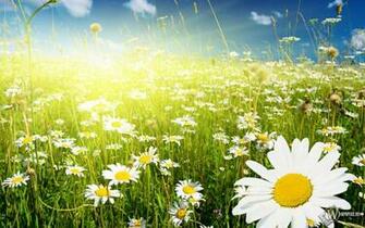 Colors Image White Daisy Wallpaper Photos