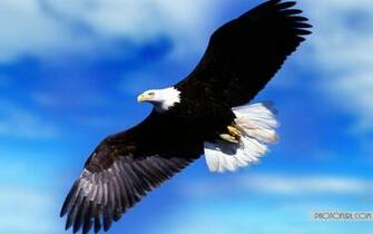 Eagle Desktop Wallpaper