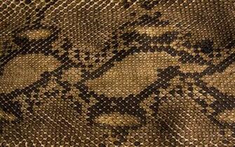 Snake Skin Desktop Background Wallpaper HD