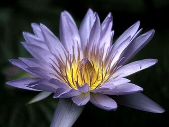 Exotic Flowers Popular