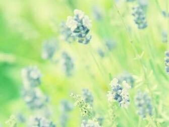 Lavender Wallpaper 10wallpaper