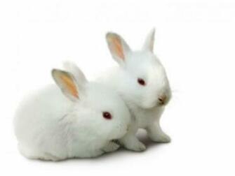 Rabbit Wallpaper For Desktop 52dazhew Gallery