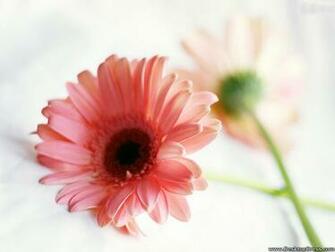 Desktop Wallpaper Flowers Background Pink Gerbera Daisy