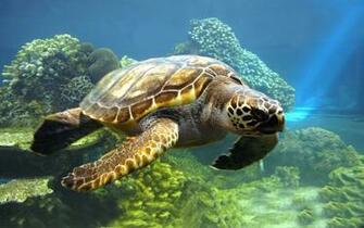 Sue S Travel Tips And Tidbits Dive In To Summer Best Resorts