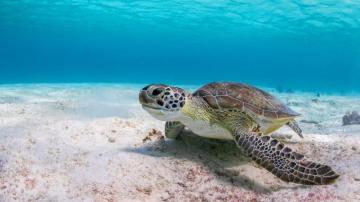 4k Turtle Wallpaper Background Image