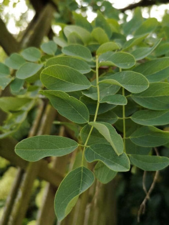 Black Locust X Wallpaper