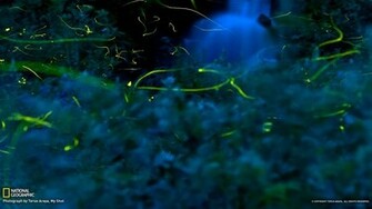 Unique Wallpaper Most Famous National Geographic HD